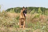 MALINOIS 229